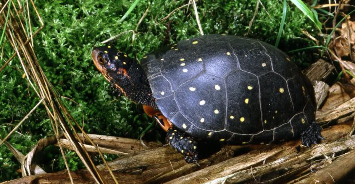 spotted turtle