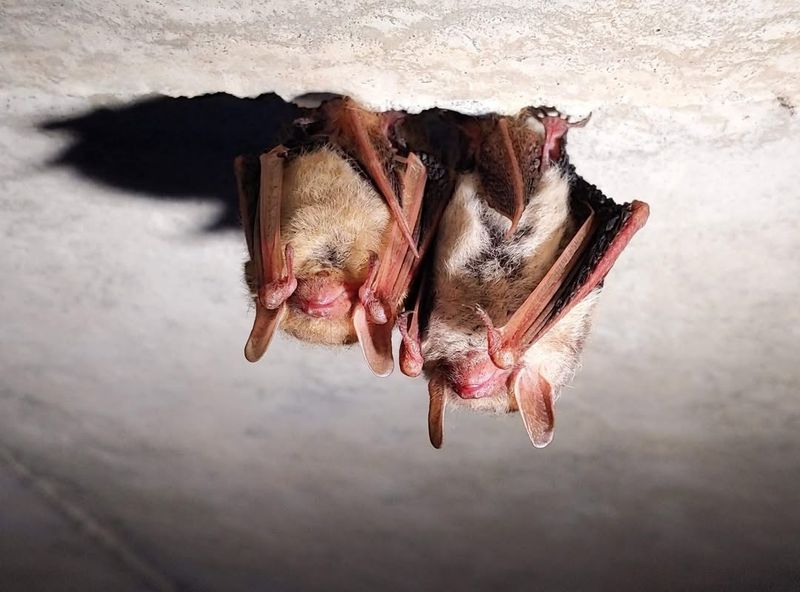 Bats (All Native Bat Species)