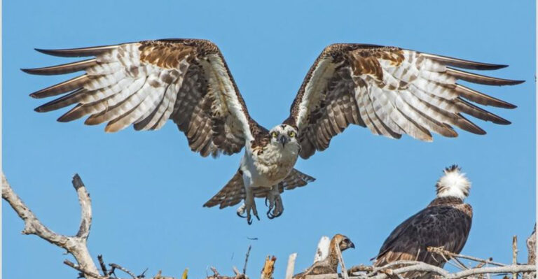 osprey and babies