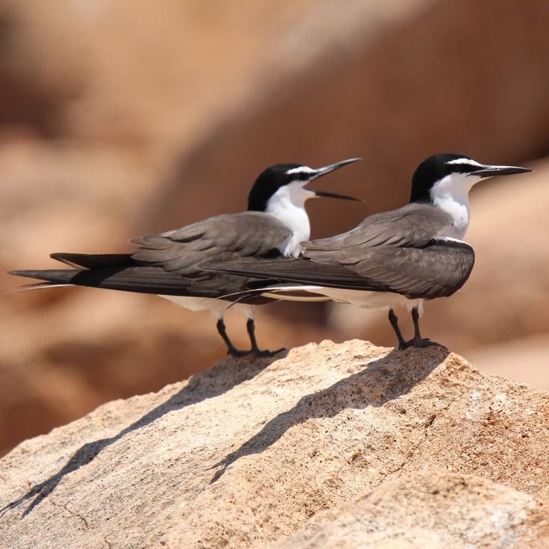 Migratory Birds (Most Native Bird Species)