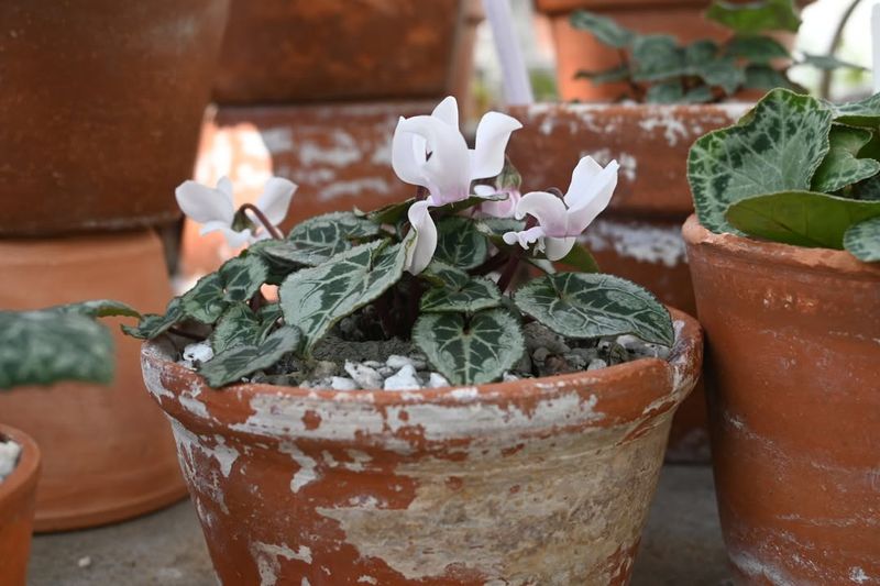 Choose the Right Location with Filtered Sunlight