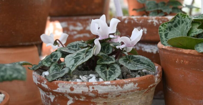 Cyclamen (featured image)