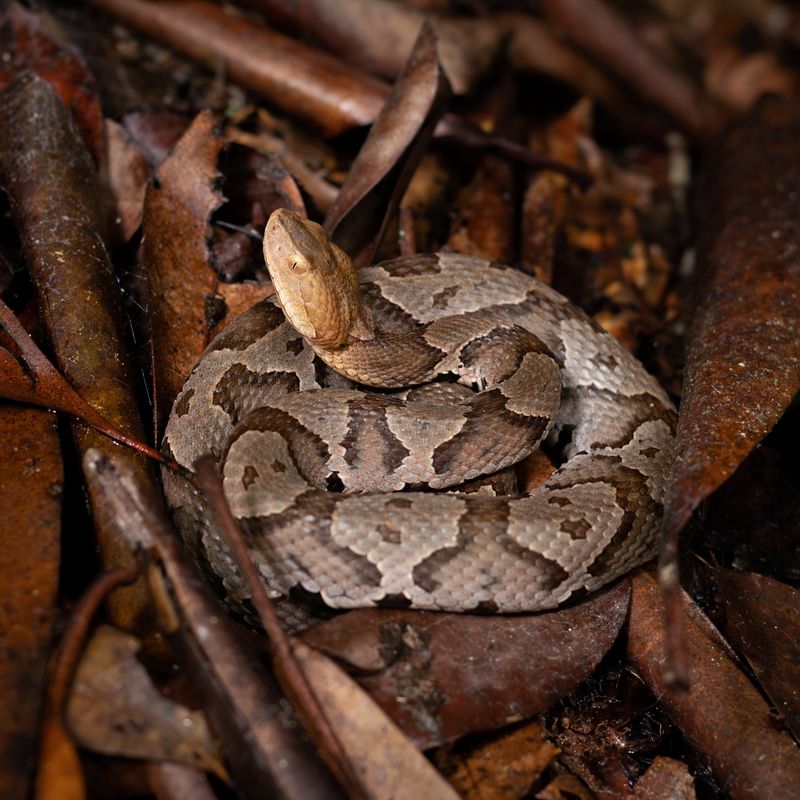 Eastern Copperhead Snake (Agkistrodon Contortrix)