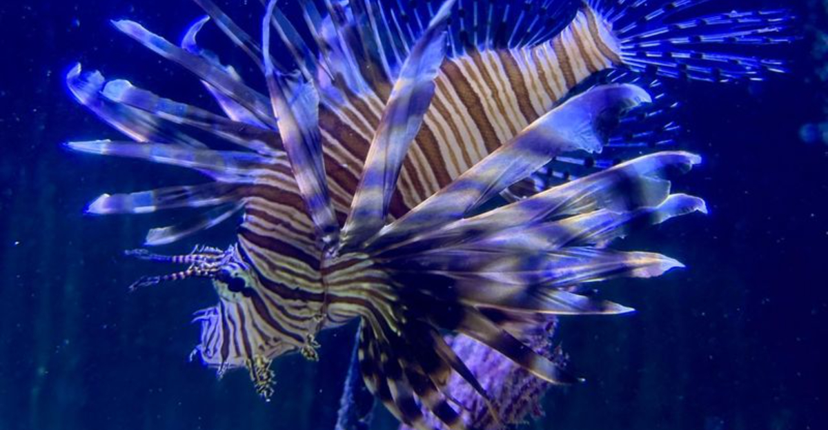 dangerous lionfish