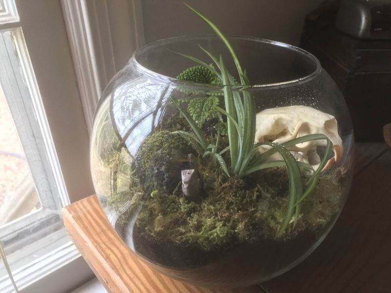 #11 Create A Terrarium Display On Your Bookshelf