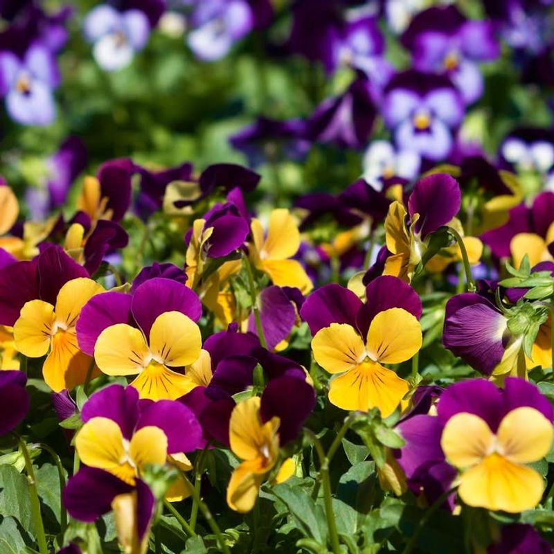 Pansies