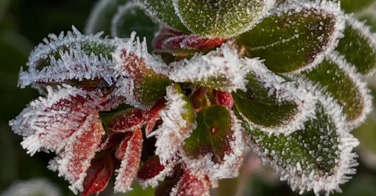 10 Essential Ways Pennsylvania Homeowners Can Guard Gardens From The First Freeze