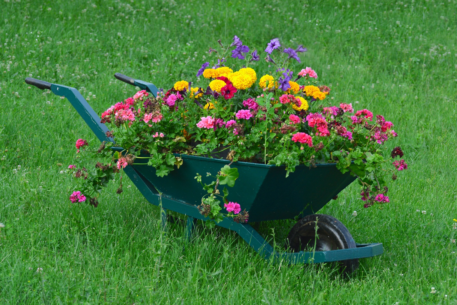 wheelbarrow planter