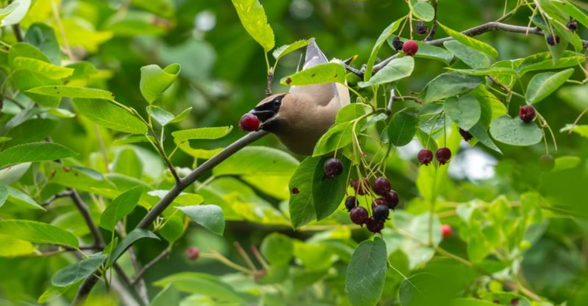 bird in a tree eating fruit