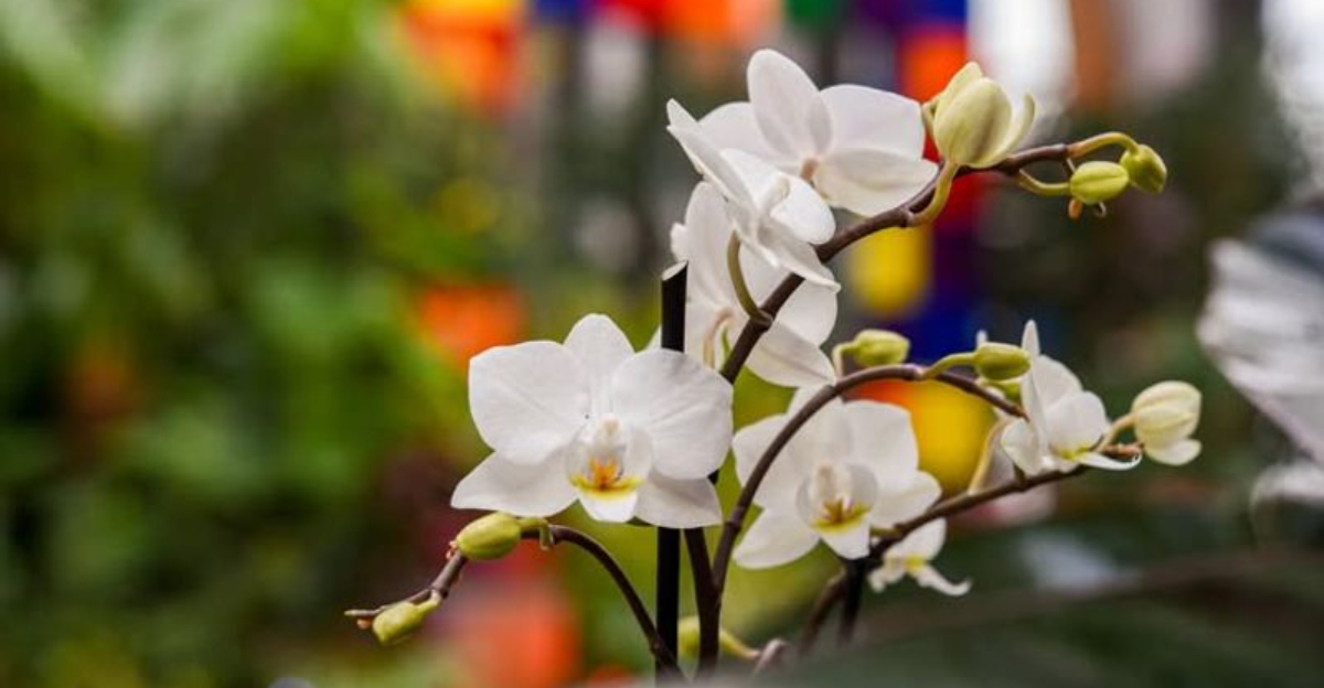 10 Flowering Houseplants That Brighten Up Winter Months In Maryland