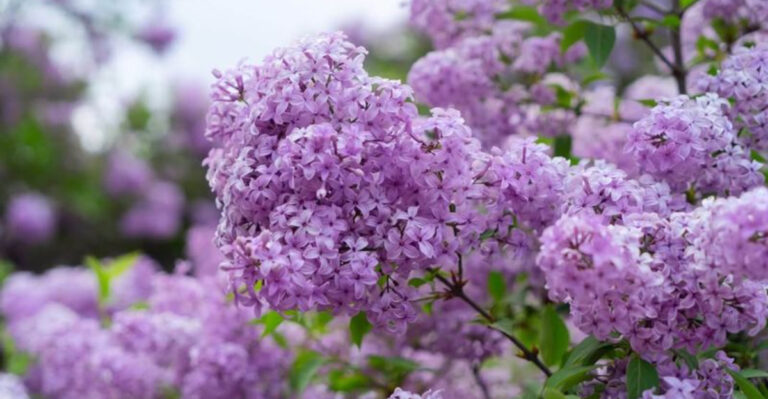 lilac shrub