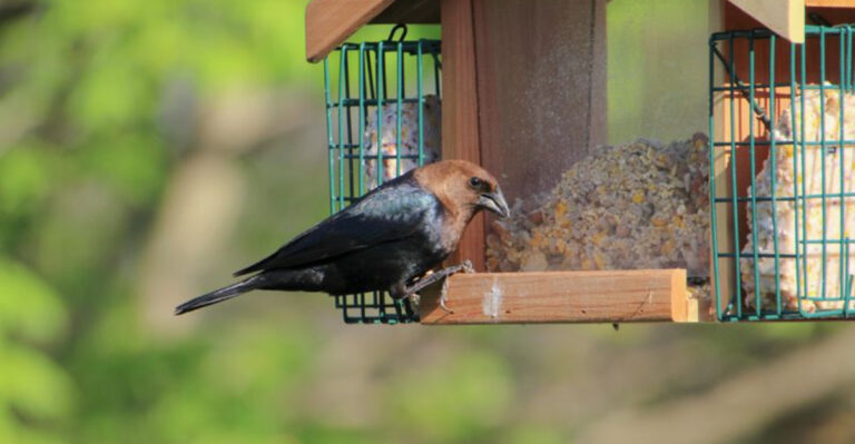 bird feeder