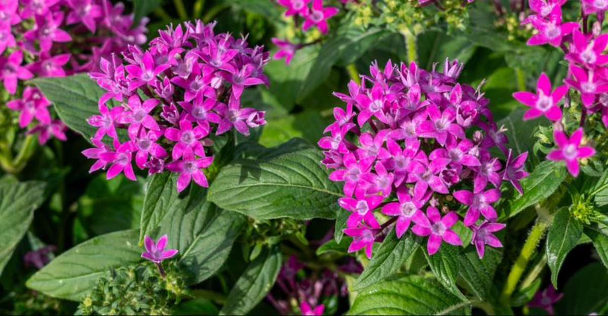 plants (featured image)