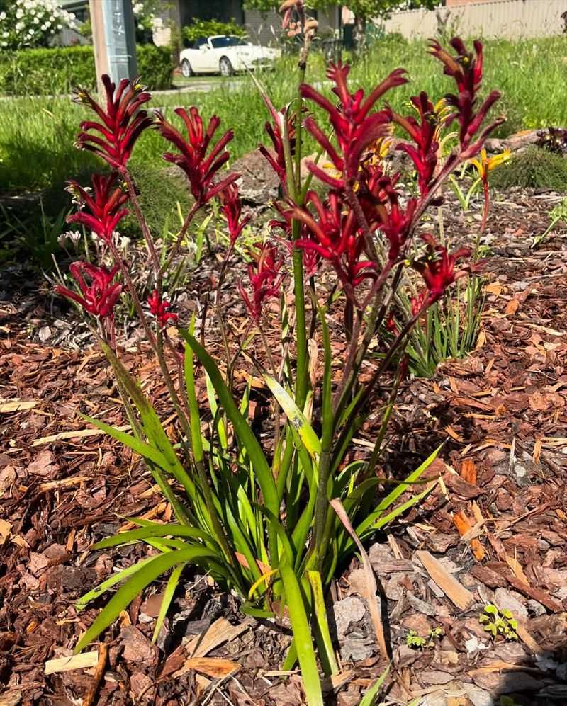 Kangaroo Paw 'Bush Ranger'