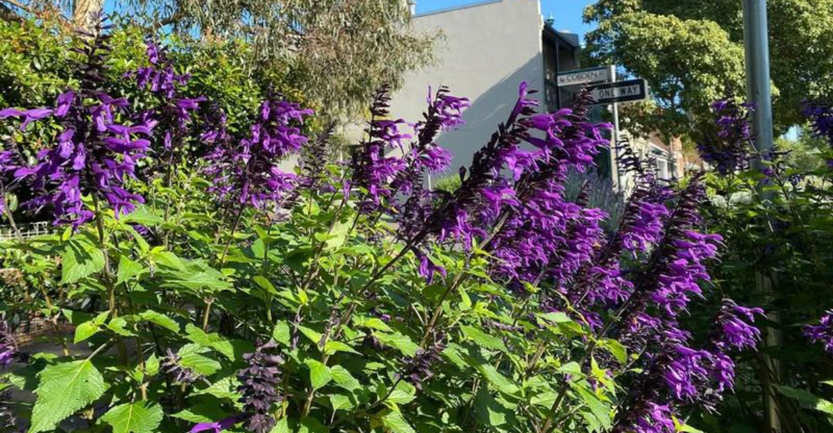 10 Fresh Plants Arriving In California Garden Centers Next Year For Your Yard