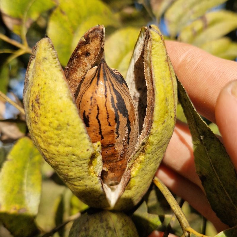 Pecan (Carya Illinoinensis)