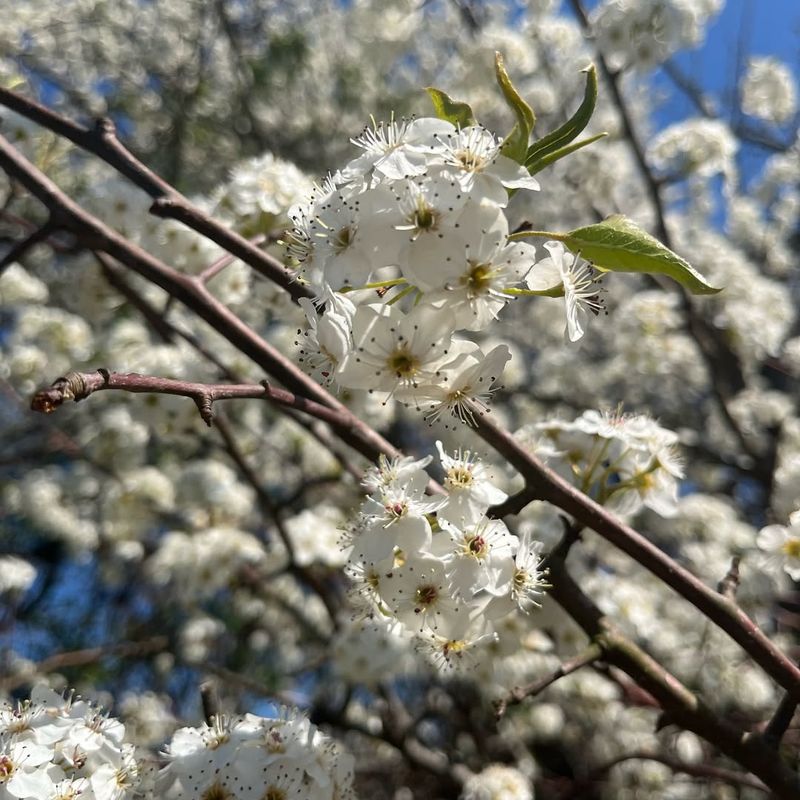 Bradford Pear (Pyrus Calleryana)