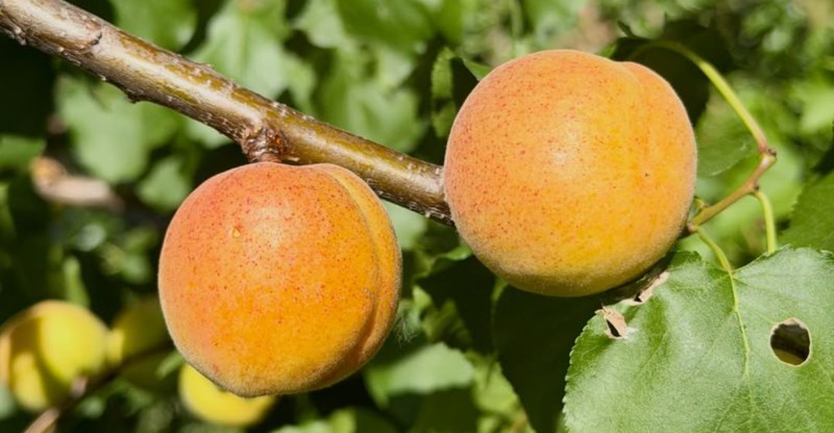 apricot tree fruit
