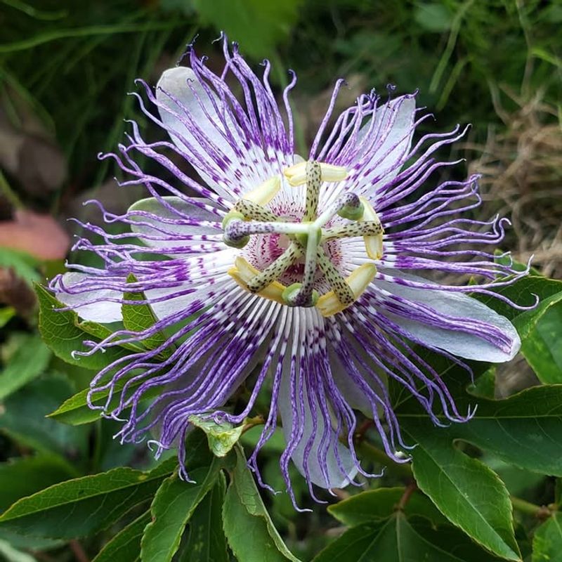 Passion Flower (Passiflora)