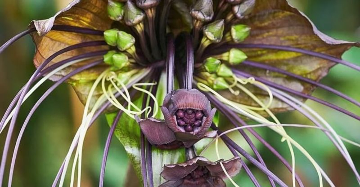 Black Bat Flower
