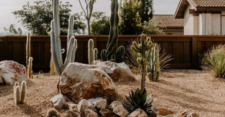 cactus and rock garden