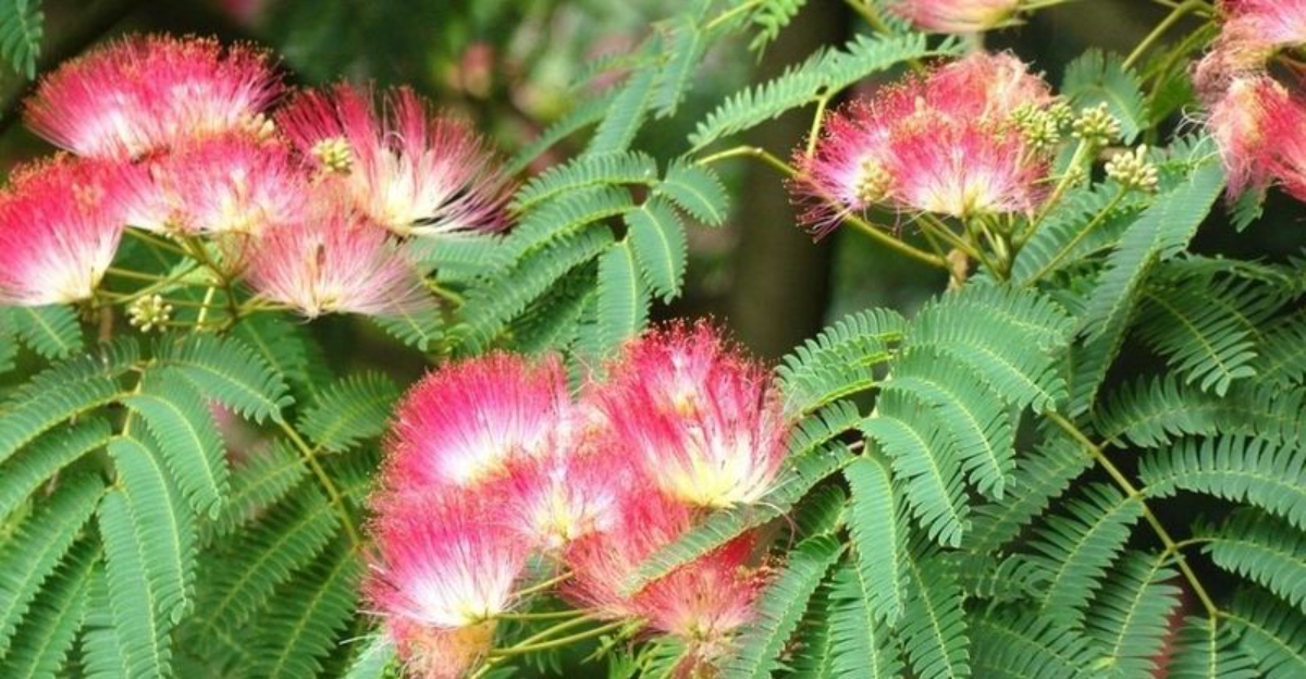 10 Garden Plants That Are Illegal Or Facing Bans In Alabama