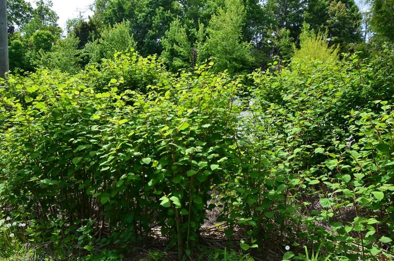Japanese Knotweed