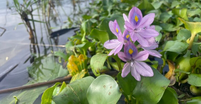 plants (featured image)