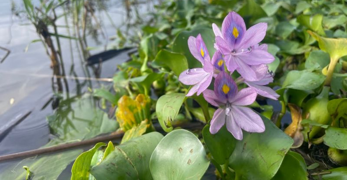 10 Garden Plants That Are Restricted Or Facing Bans In South Carolina