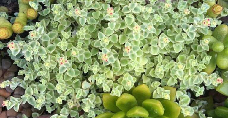 sedum ground cover