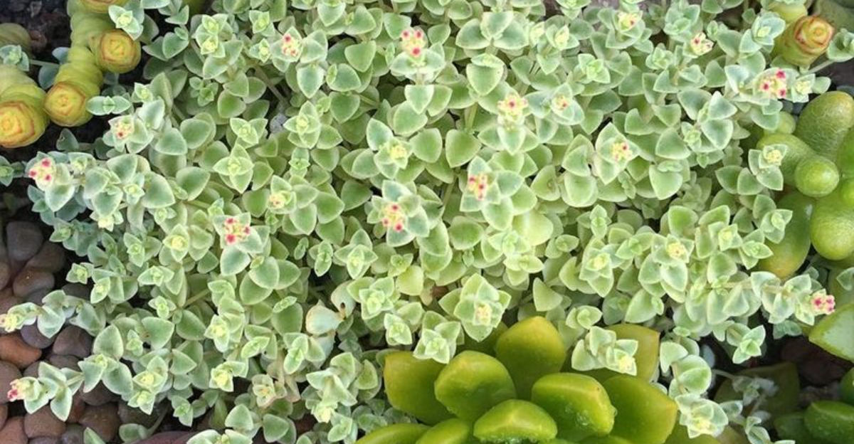 10 Ground Covers That Quickly Fill Bare Spots In California Gardens All Winter Long