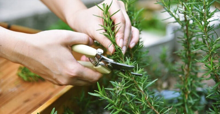 rosemary pruning