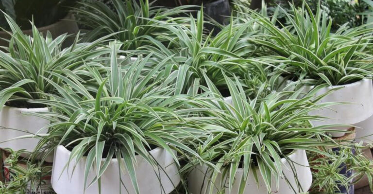 snake plant (featured image)