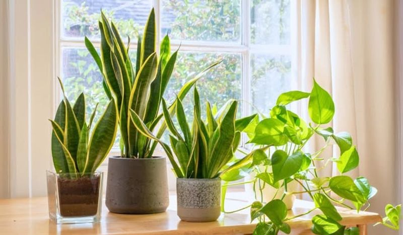 #1 Snake Plant That Quietly Improves Nighttime Air