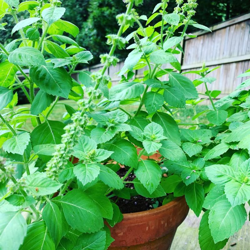 #4 Why Tulsi Stays Remarkably Active Indoors