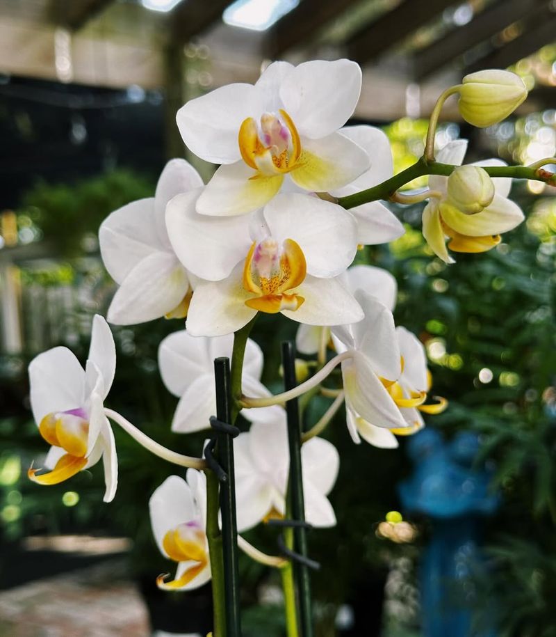 #7 Orchid And The Way It Responds To Indoor Life