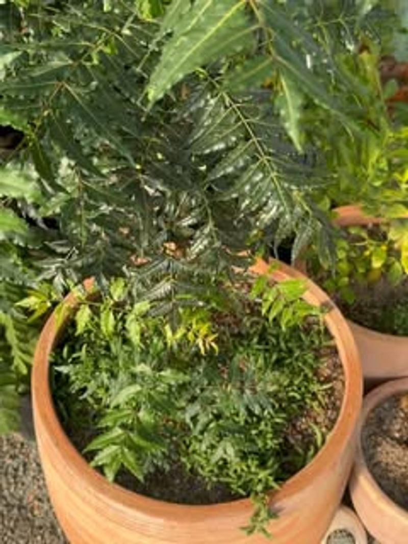 #8 When A Neem Tree Becomes Part Of Everyday Indoor Life