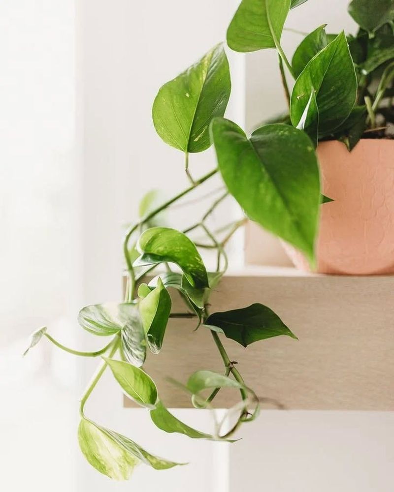#9 Why Money Plant Pothos Fits Real Indoor Life So Easily