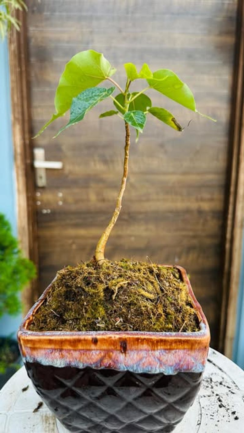 #10 Where The Peepal Tree Stands In Nighttime Air Conversations