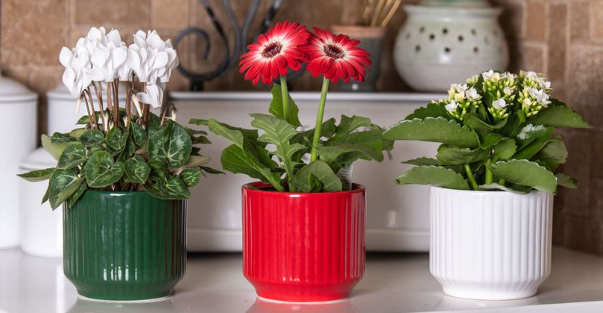 10 Indoor Plants That Release Oxygen At Night And Freshen Your Air