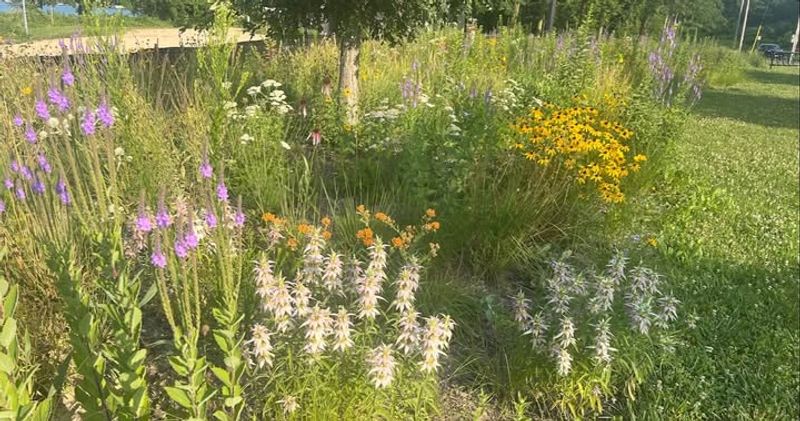 Native Plant Gardens That Thrive Without Fuss