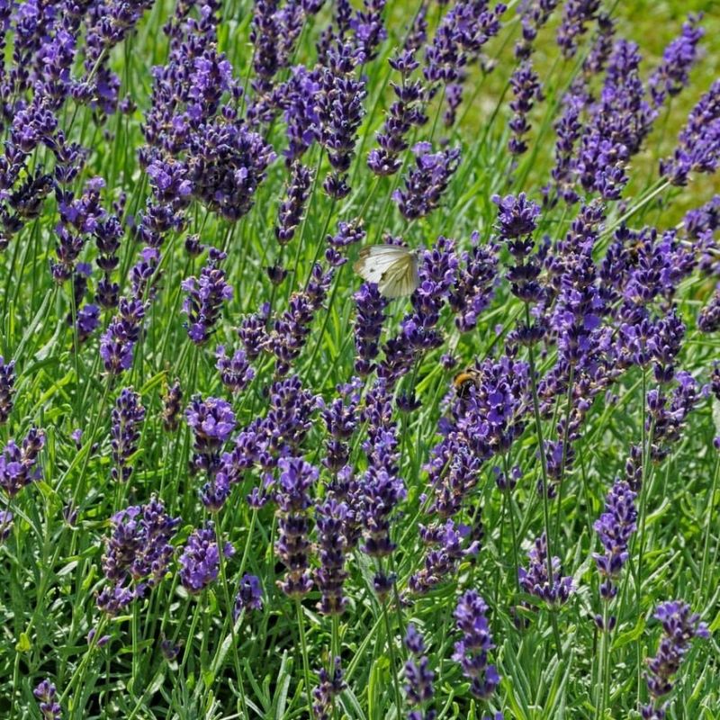 Natural Garden Pollinator Support