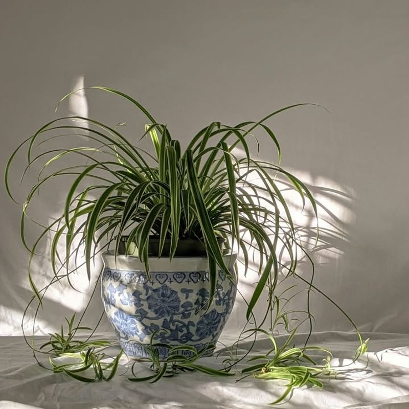 Spider Plant