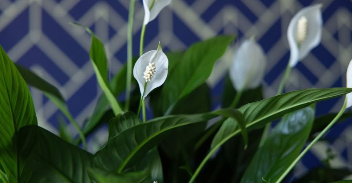 10 Low-Allergen Plants Connecticut Families Pick For Cleaner Air And Less Irritation