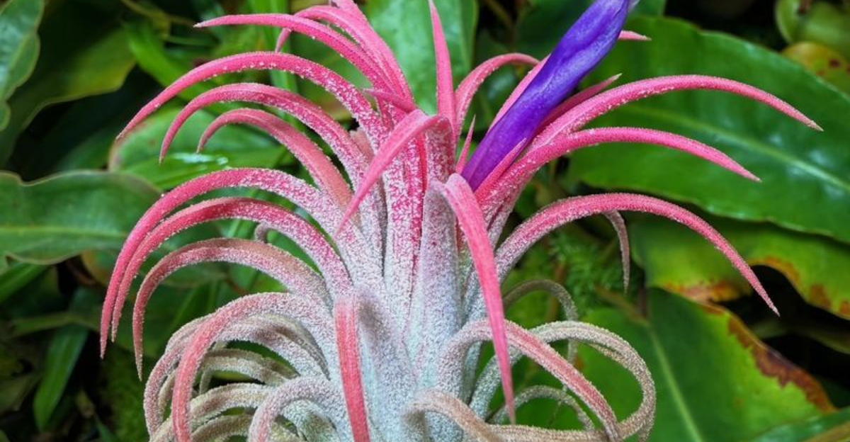 10 Moisture Loving Plants That Work Beautifully In Texas Home Bathrooms