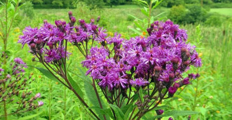 New York Ironweed