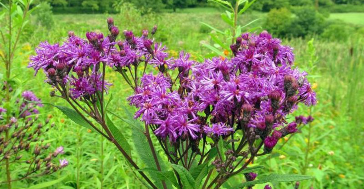 10 Native Plants That Draw Birds To Pennsylvania Yards