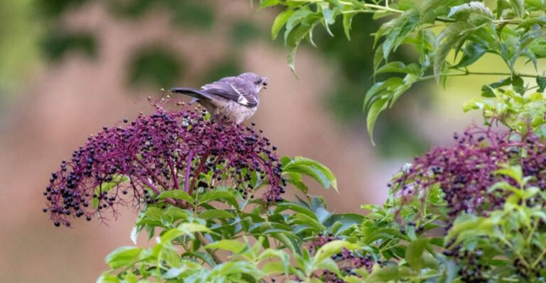 bird on elderberry