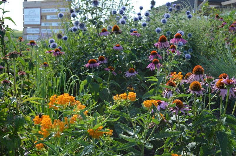 Pollinator Paradise Gardens