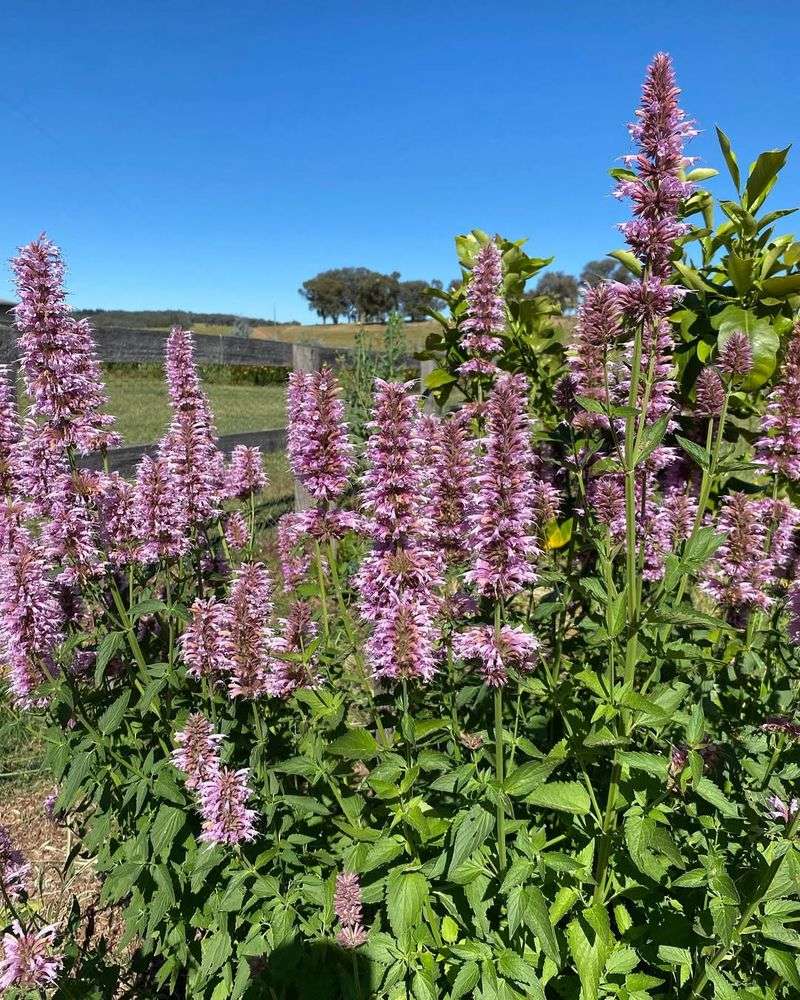 Sunset Horizon Agastache